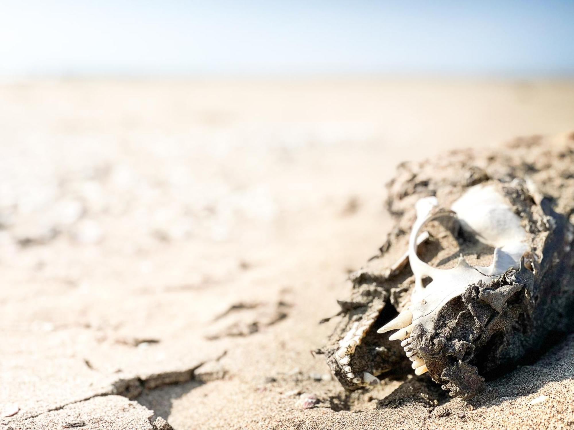 Skeleton Beach Backpackers Swakopmund Exterior foto